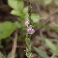 Rostellularia diffusa var. diffusa (Willd.) Nees